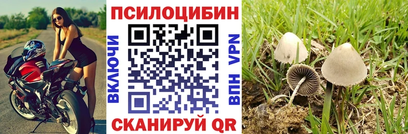 darknet клад  магазин  наркотиков  KRAKEN как войти  Белая Холуница  Псилоцибиновые грибы Psilocybe 